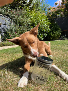 Silver Lid Custom Pet Treat Jar